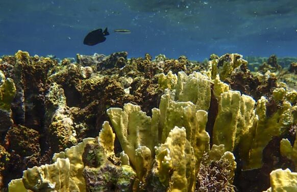 Underwater Paradise: Bonaire